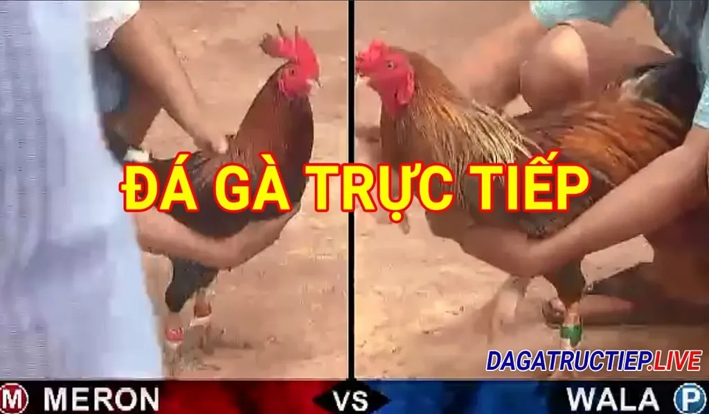 đá gà trực tiếp